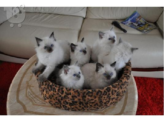 Έχω ένα πανέμορφο μικρό Ragdolls για πώληση.