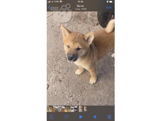 Shiba inu κουτάβια