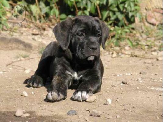 Cane Corso-Κανέ Κόρσο