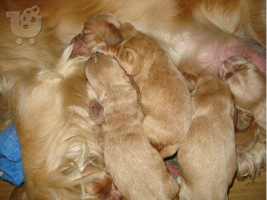 cocker spaniel