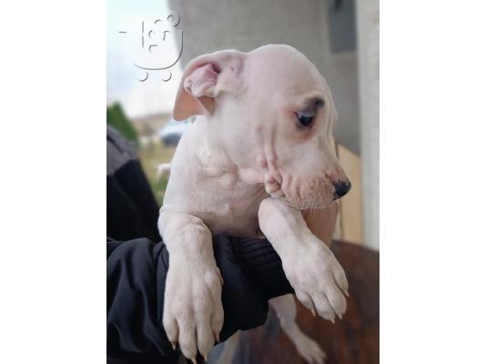 Κουτάβια Dogo Argentino