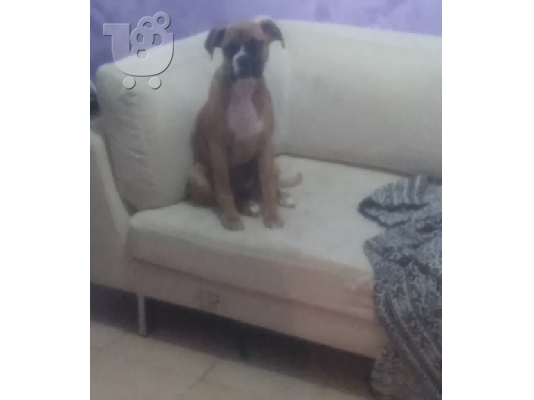 PoulaTo: σκυλος boxer