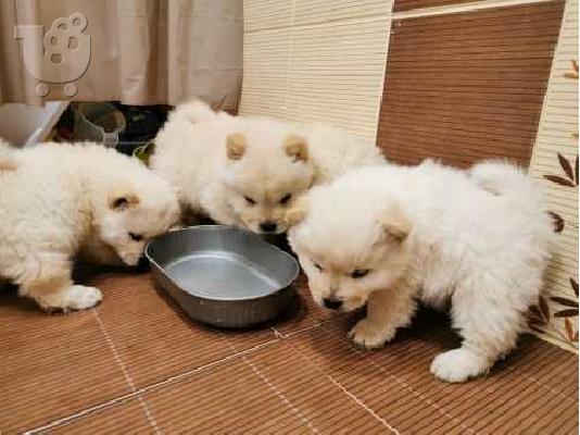 PoulaTo: ΔΙΑΘΕΣΙΜΑ LOVELY CHOW CHOW PUPPY