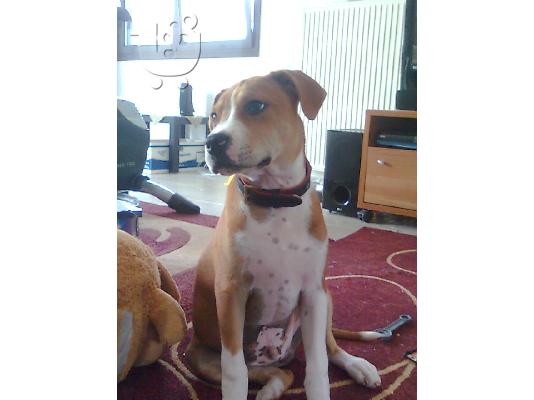 american staffordshire terrier Πίτμπουλ