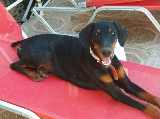 Θηλυκό Doberman 6 μηνών