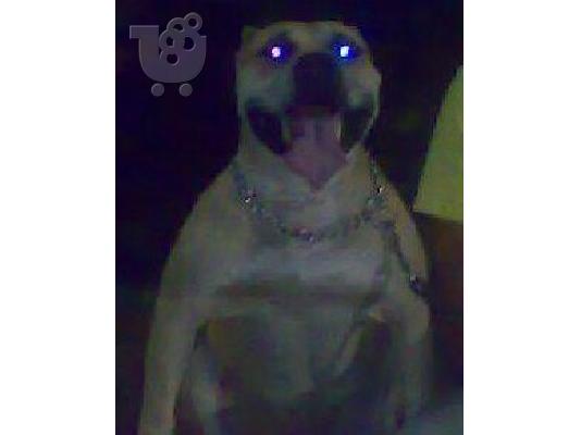 stamford pitbull