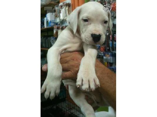 DOGUE ARGENTINO