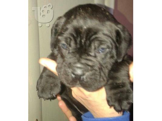 cane corso