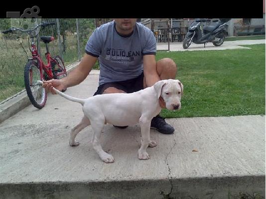 PoulaTo: DOGO ARGENTINO