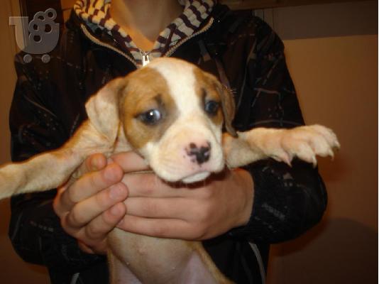 pitbull