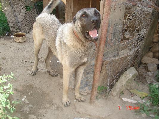 PoulaTo: KANGAL
