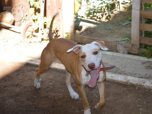 PoulaTo: pit bull red nose