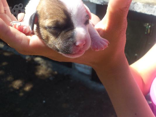 PoulaTo: jack russel