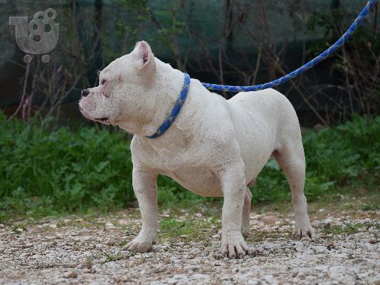 American Bully me "IQ"
