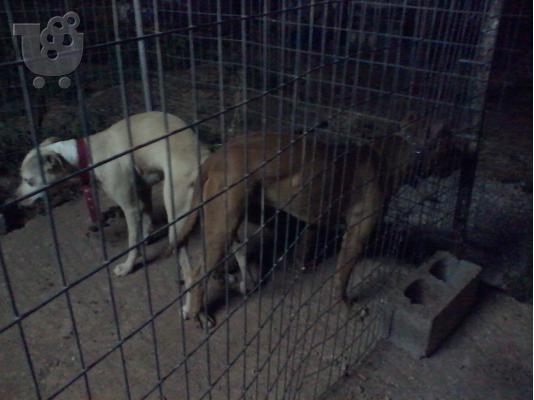 pit bull aligator me terrie