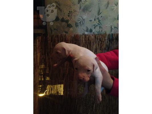 PoulaTo: pitbull