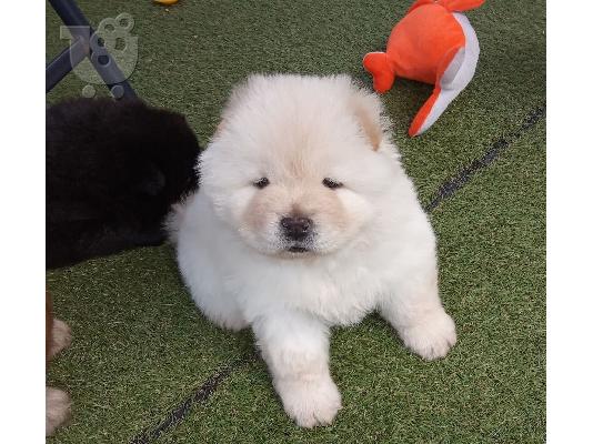 Διατίθενται μωρά Chow Chow