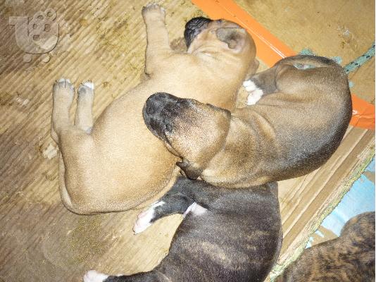 4  θηλυκα american alligator pitbull