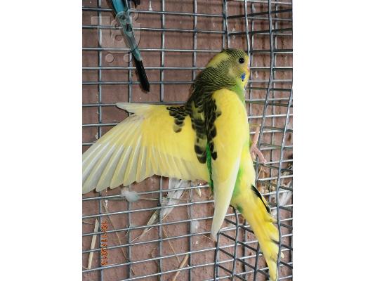 Παπαγαλακια BUDGIE