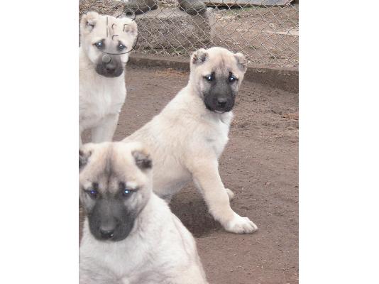 PoulaTo: Τουρκικά kangal