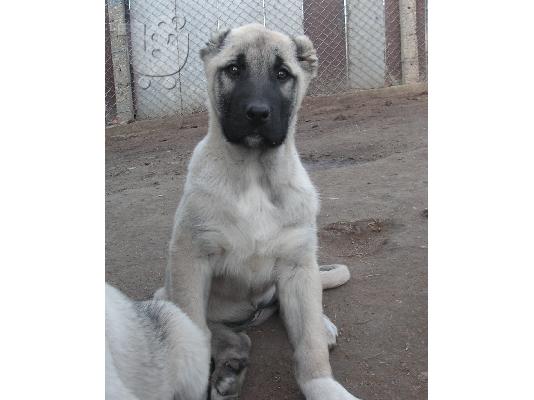 PoulaTo: Τουρκικά kangal