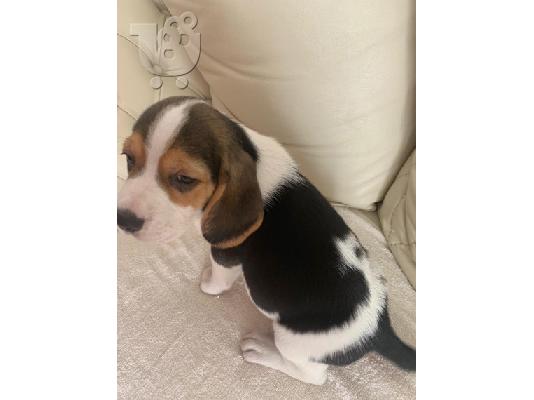 Διαθέσιμα όμορφα κουτάβια Beagle