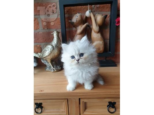 Το Beautiful Solitaire Chinchilla Kitten Gccf είναι εγγεγραμμένο