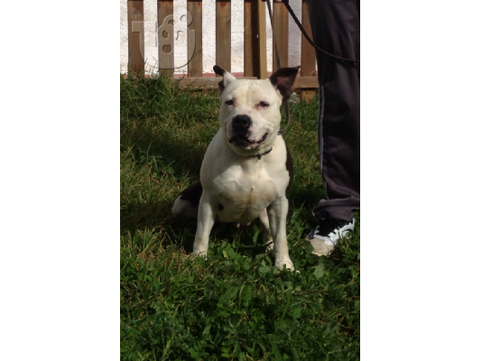 american staffordshire terrier