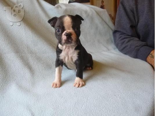 Lovely Boston Terrier κουτάβια