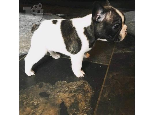 PoulaTo: Σούπερ Adorable  γαλλικά μπουλντόγκ κουτάβια
