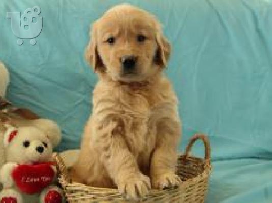 PoulaTo: X μάζα τεριέ Golden Retriever