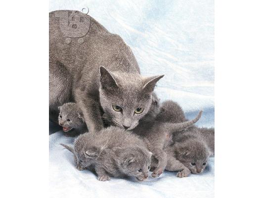 Russian blue kitten - Ρωσικό μπλε γατάκι