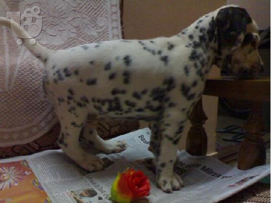 Dalmatian
