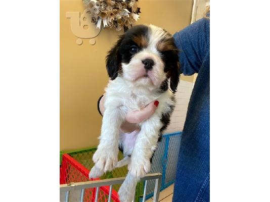PoulaTo: Κουτάβια Cavalier King Charles Spaniel