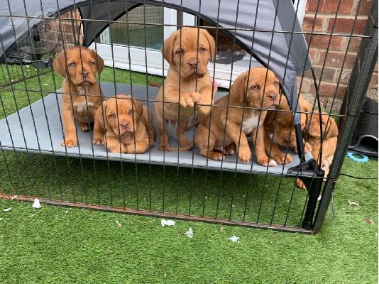 Κουτάβια Adorabe Dogue De Bordeaux