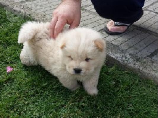 CHOW CHOW