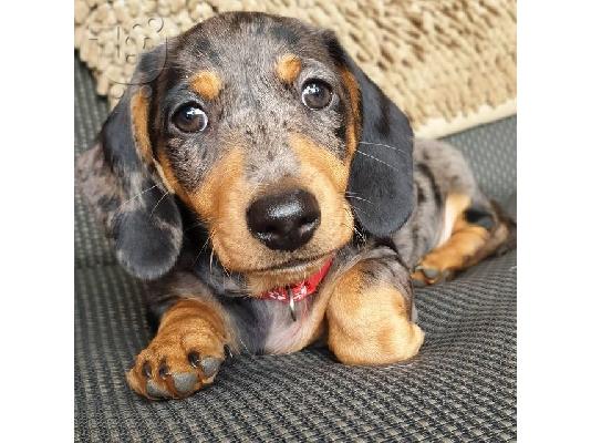 PoulaTo: Κουτάβια Dachshund
