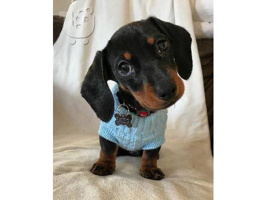 Υπέροχα κουτάβια Dachshund
