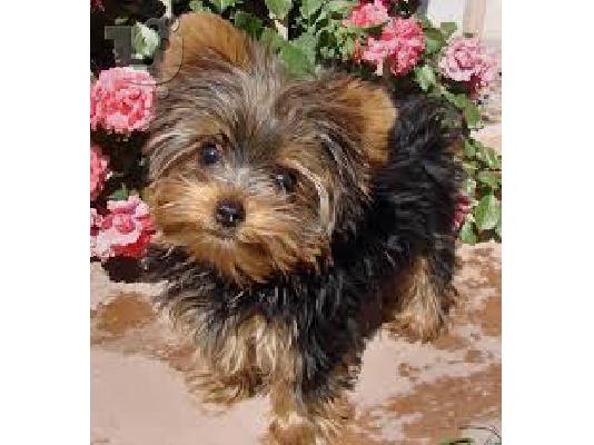 Πανέμορφο Tiny Yorkie κουτάβια προς πώληση