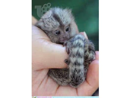 PoulaTo: baby marmoset για 300 €
