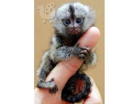 PoulaTo: baby marmoset για 300 €