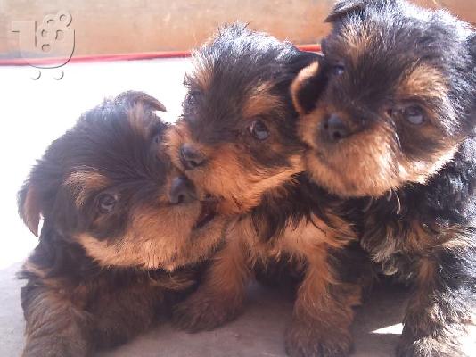 PoulaTo: Πωλούνται θηλυκά Yorkshire terrier