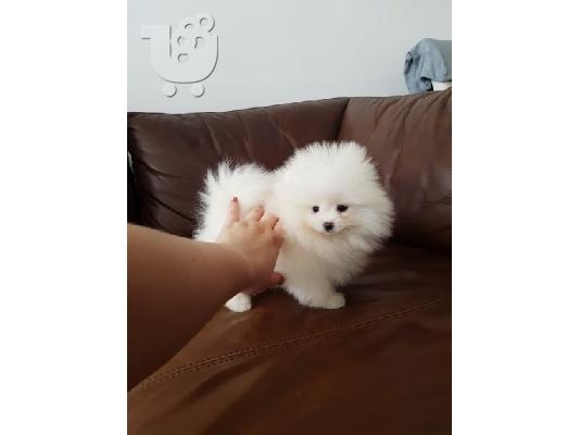 PoulaTo: Pomeranian mini