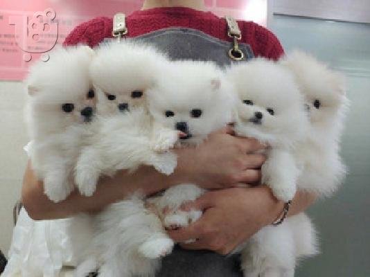 PoulaTo: pomeranian mini