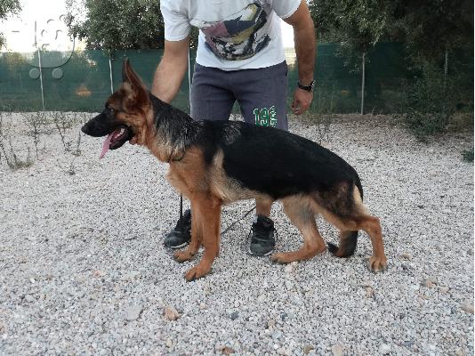 PoulaTo: Διατίθεται