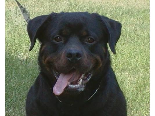 PoulaTo: ΠΩΛΕΙΤΑΙ ROTTWEILER Ροτβάιλερ