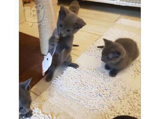 PoulaTo: Εγγεγραμμένο ρωσικό γατάκι μπλε