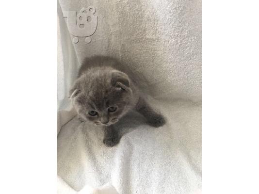 Το εντυπωσιακό Scottish Fold Tica Kitten Ready