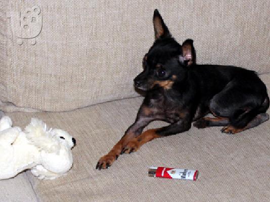 Russian Toy Terrier  (Super mini)