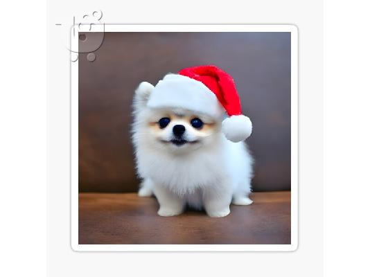 χαριτωμένα κουτάβια pomeranian για μετεγκατάσταση
